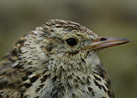 pipit-rob